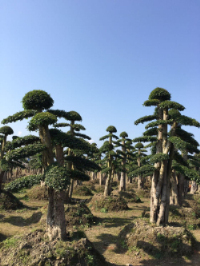 公司簡介